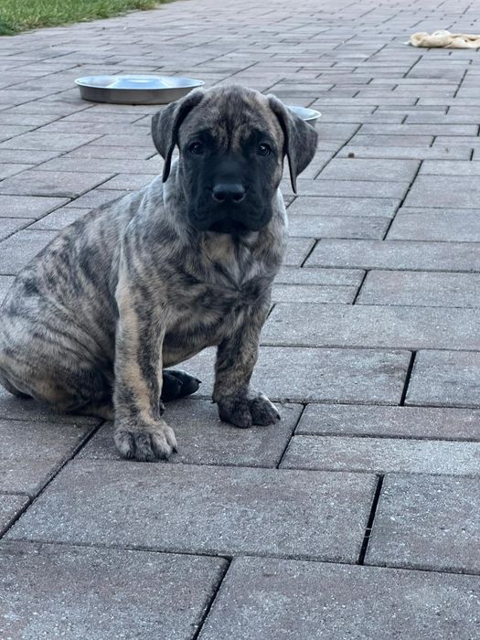 Presa Canario, Pedigree FCI tip A, Părinți Campioni,