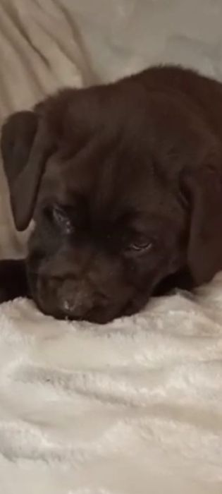 Породные детки лабрадора ретривера.