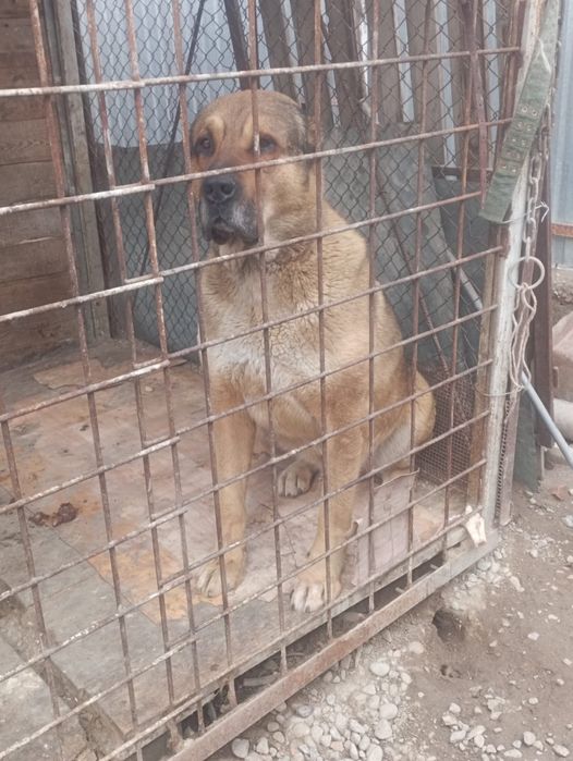 Молодой кабел хороших кровей.