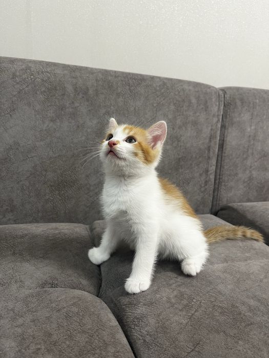 Котенок в добрые руки
