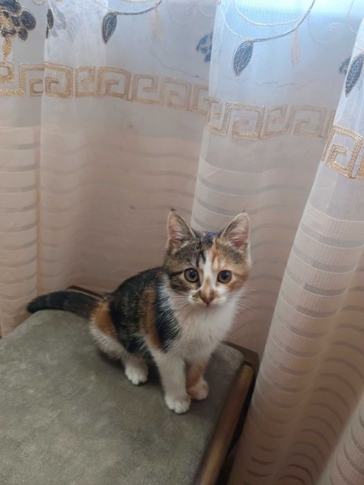 Отдам даром котенка