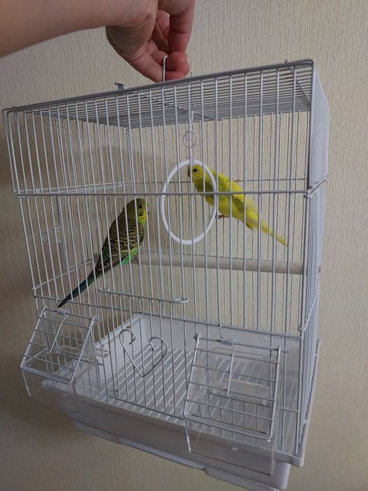 Попугайчики клетка корм