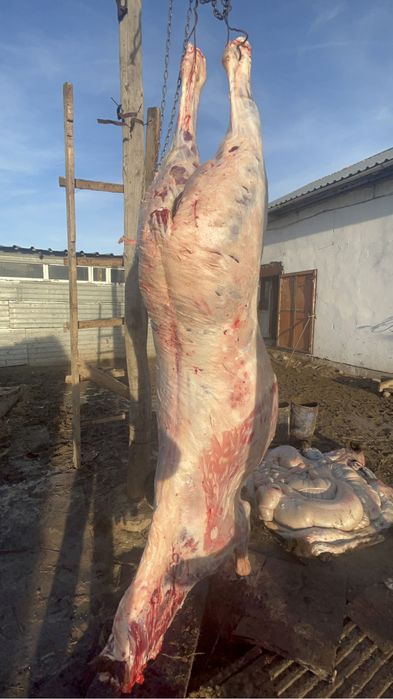 Согым Жирные Лошадей