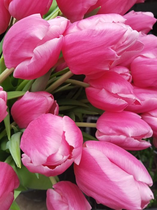 Продам тюльпаны  оптом