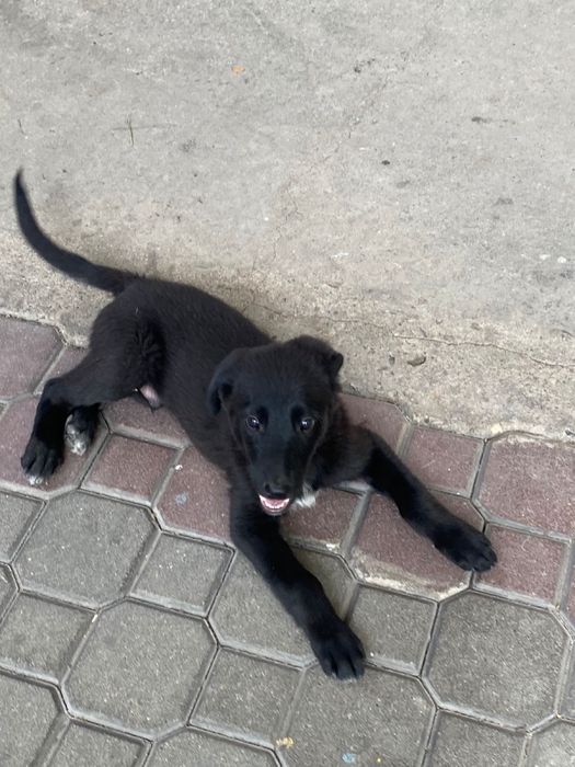 Отдам Щенка лабрадор