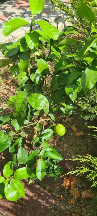 Vand Lamai pe rod in ghiveci,calamondino,kumquat,mandarini si maslini.