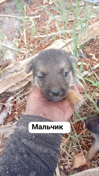 Щенки в добрые руки