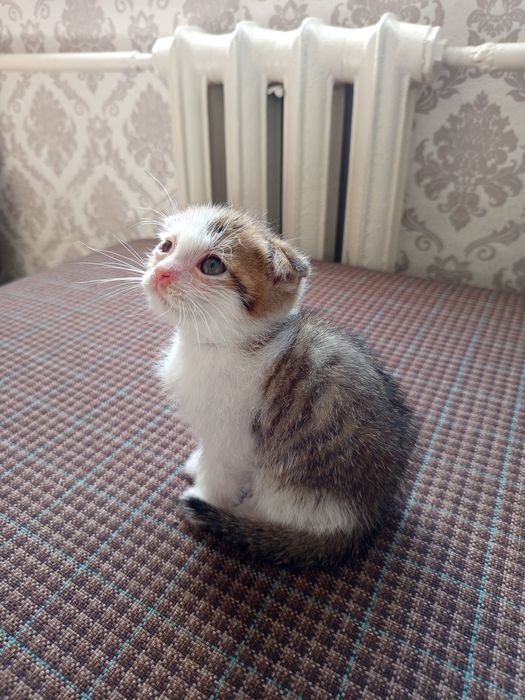 Отдам котят в добрые руки