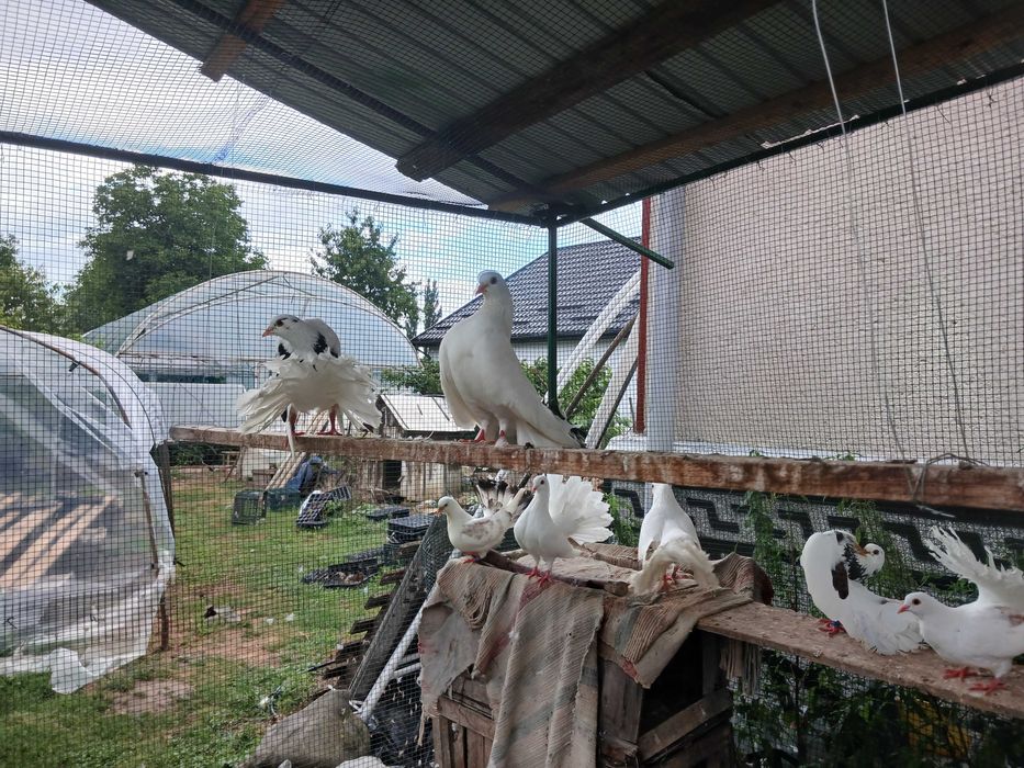 Porumbei albi ornamentali foarte frumosi