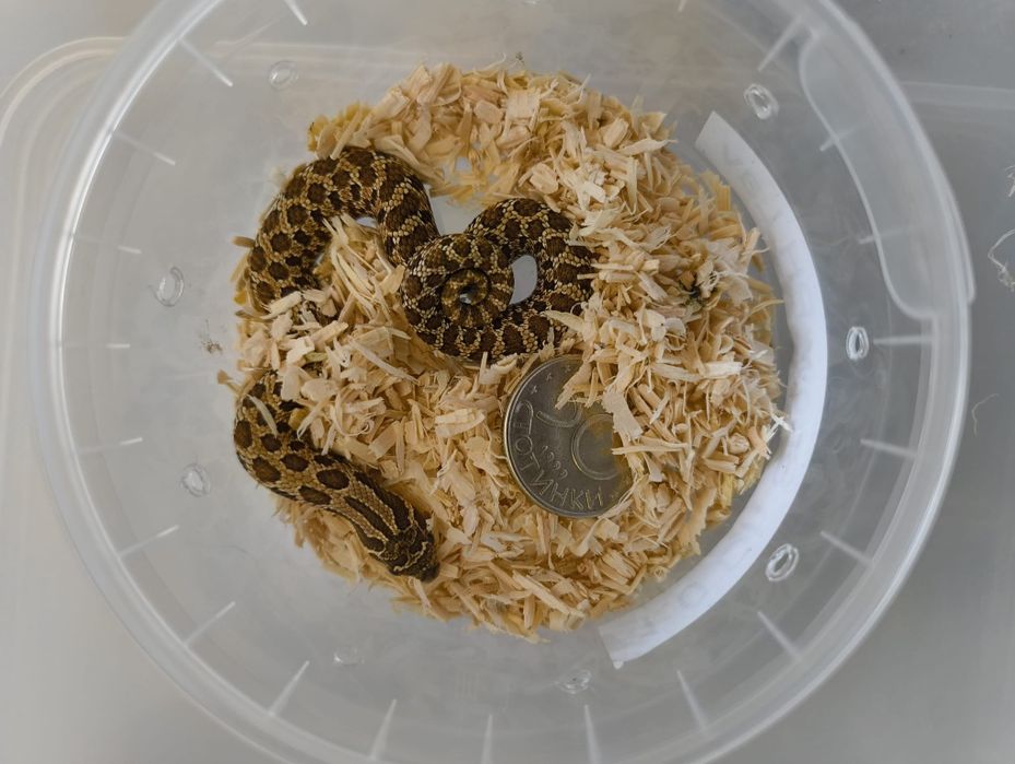 Свиненоса Змия / Heterodon nasicus