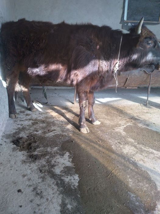 Buqa hokiz sotiladi soni 2 ta