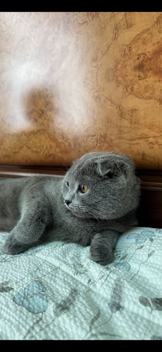 Scottish fold mushugi sotiladi