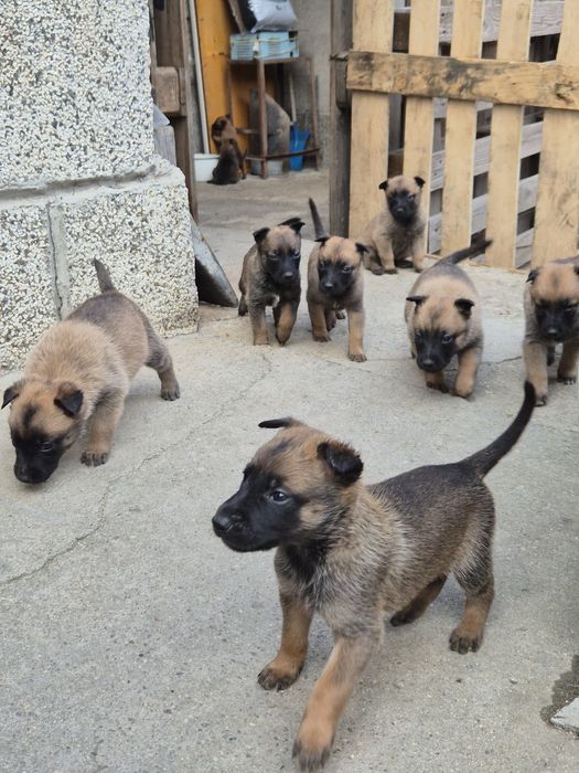 Белгийска овчарка Малиона