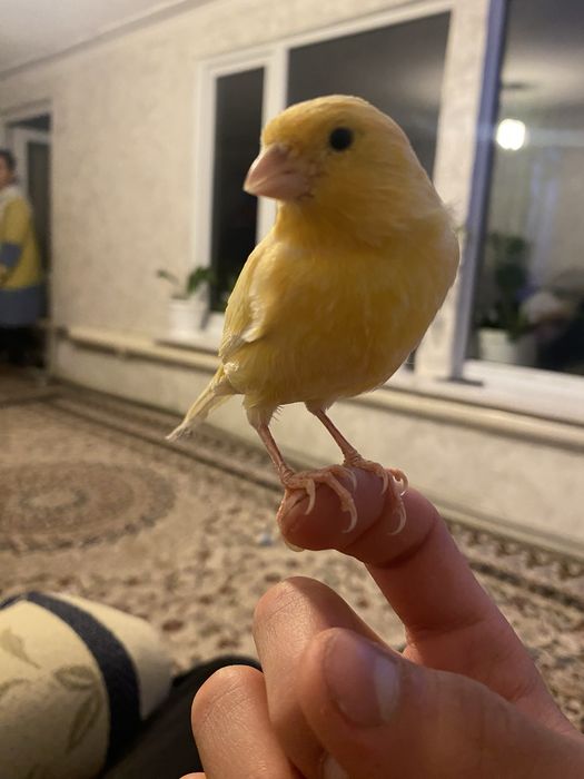 Продам канарейку