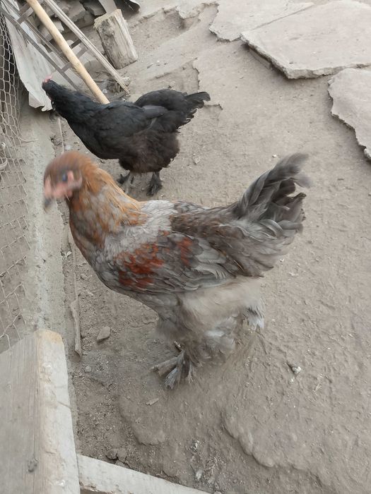 Петушки молодые. Брамм