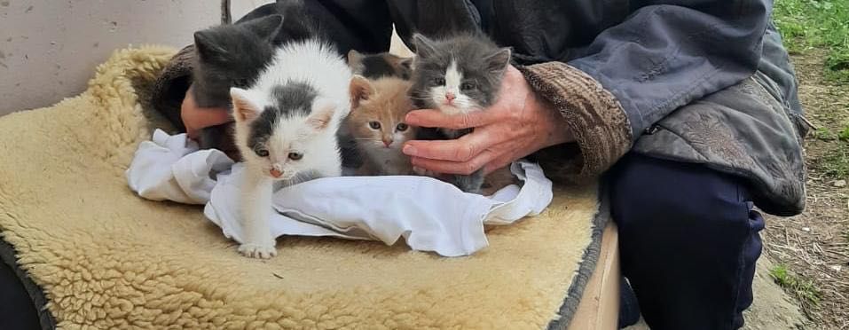 Отдам котят в добрые руки