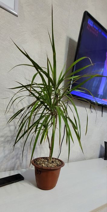 Комнатные растения