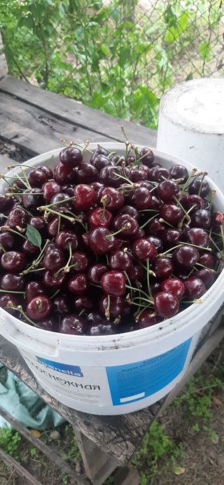Вишня колерованная