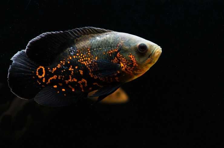 Аквариумная рыбка "Астронотус"