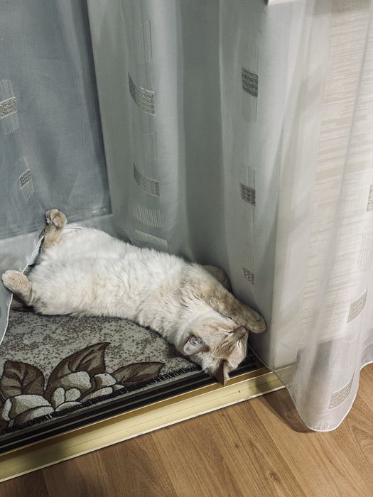 Отдам Кота в ОЧЕНННЬ добрые руки