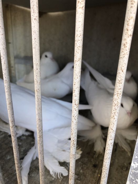 Продажа старопородные игровые