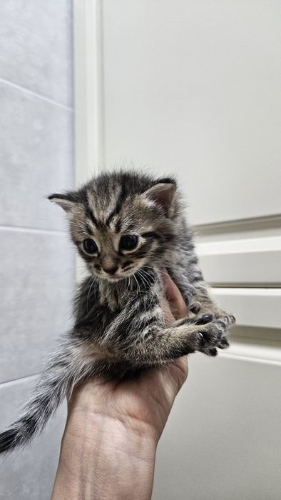 Милые котята, месяц