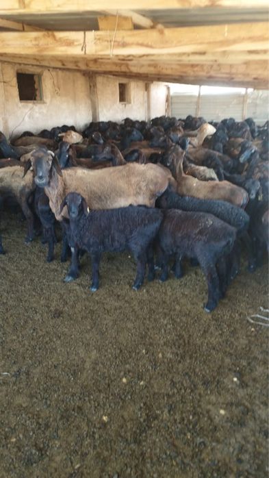 Фазенда қора сатылады