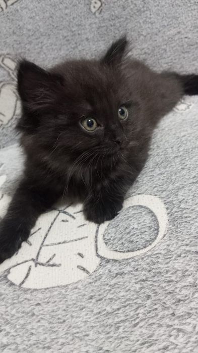 Отдам прекрасного котенка