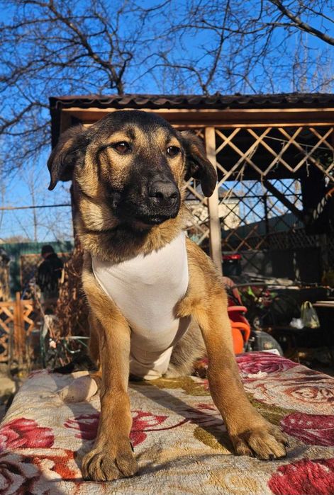 Отдадим щенков в хорошие руки