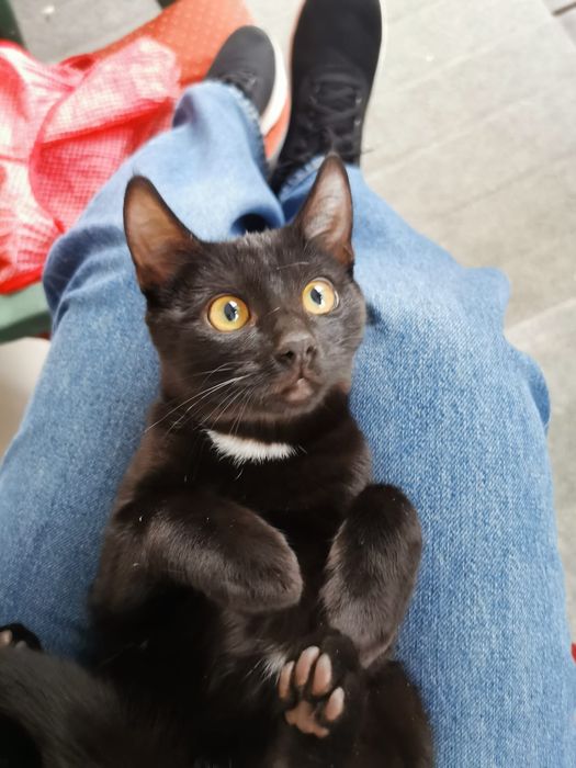 Căutăm o casă pentru doi frați de nedespărțiti Sofia si Jinxi
O fetiț