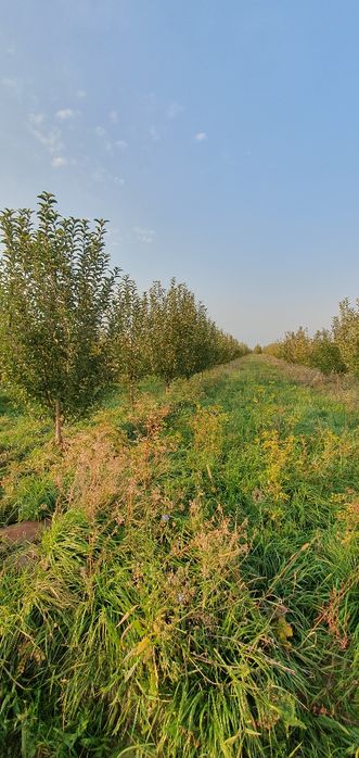 Продам  яблоневый сад в г. Есик.