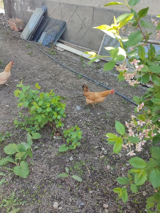 Карликовые куры карлики