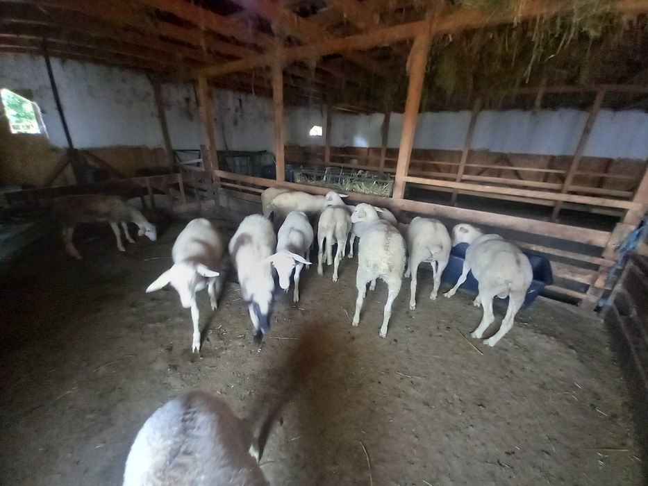 Miei lacaune de vânzare