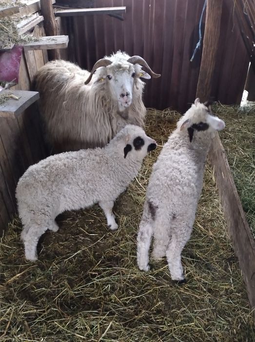Oaie cu 2 miei berbec și mia