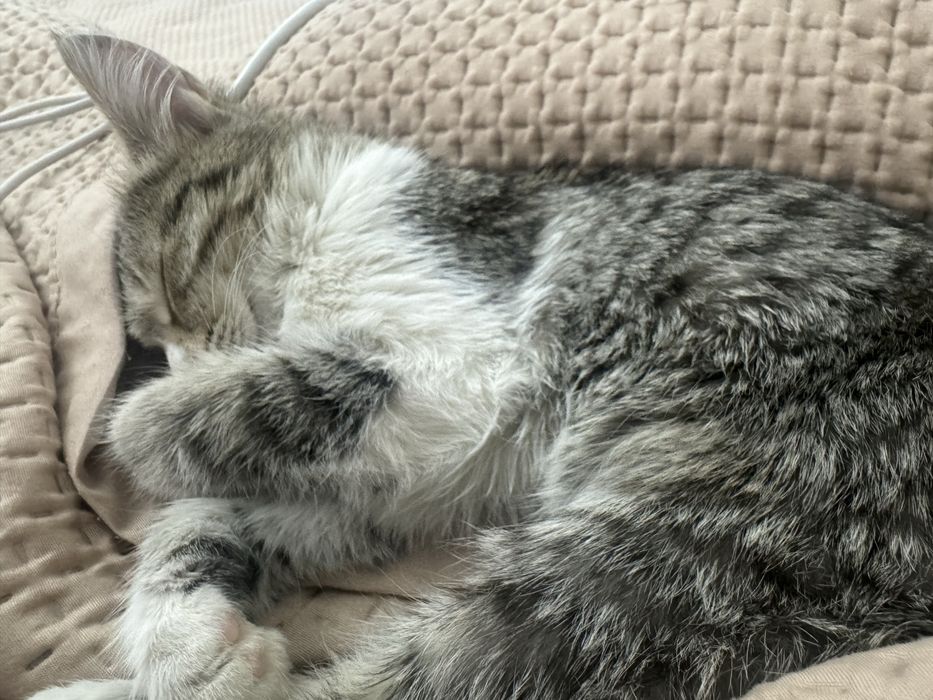 Отдам в добрые руки