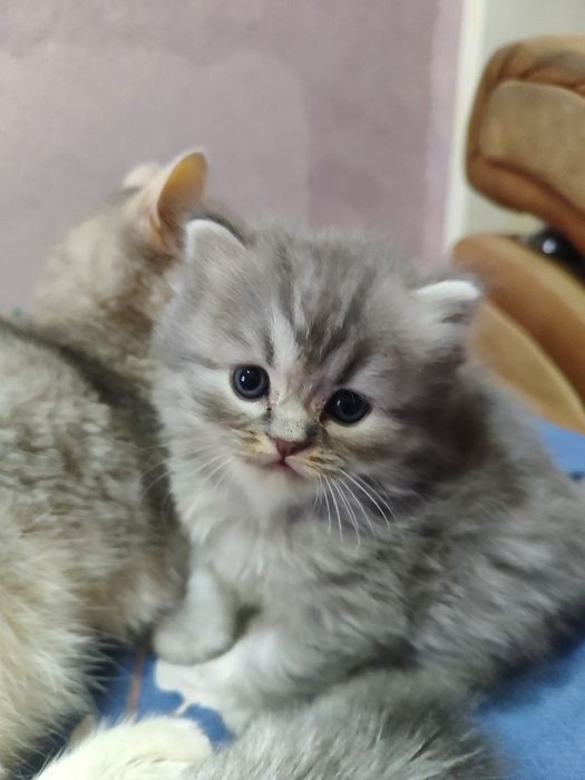 Сотилади шатлански хайлинд