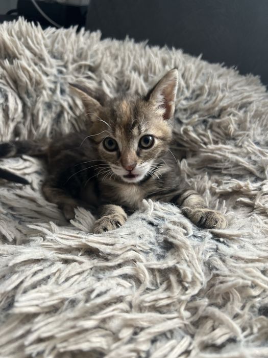 Подарявам котенце