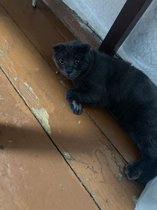 Отлам кола в добрые руки срочно