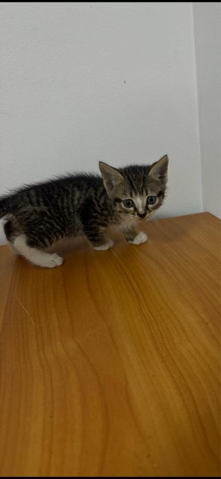 Котята бесплатно