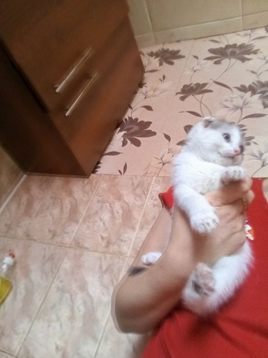 Вислоушки.Шотланские1,5 месяцев.