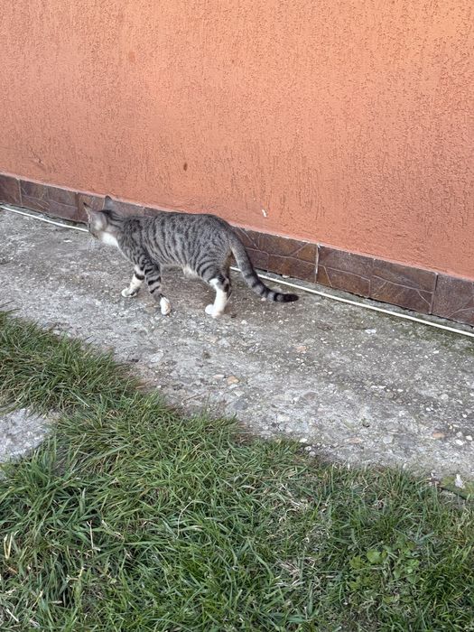 Donez cățeluși de talie mică și pisici