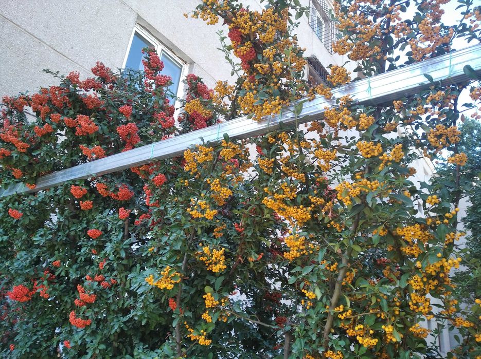 Ароматный фейеверк  из Буддлей