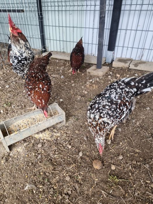 Oua incubat de gaina rasa italiana portelan