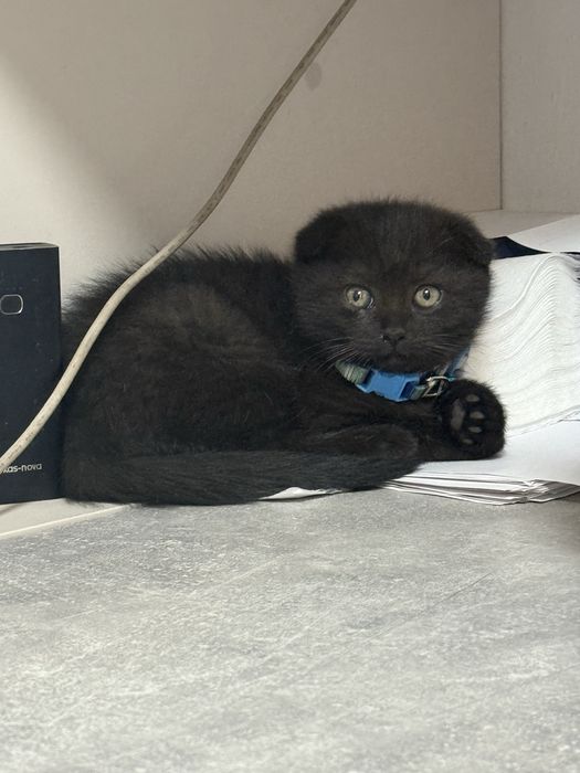 Котята веслоушки