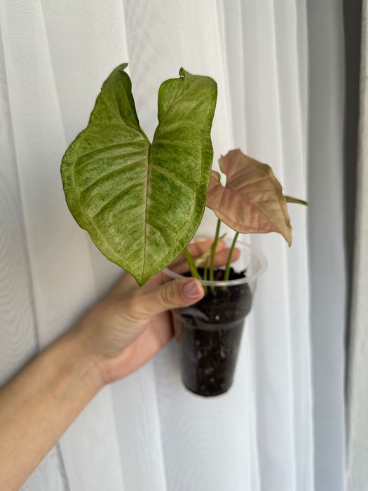 Сингониумы сортовые