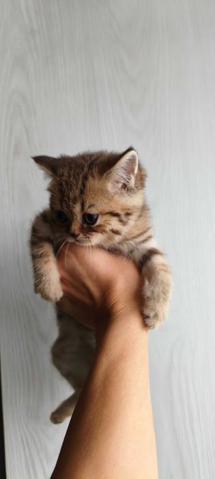 Породистые котята