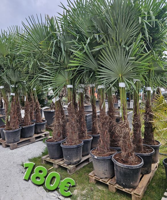 Палми и Декорация за вашата страхотна градина