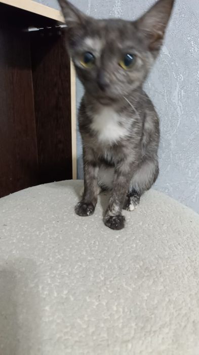 Отдам котят в хорошие ,добрые руки