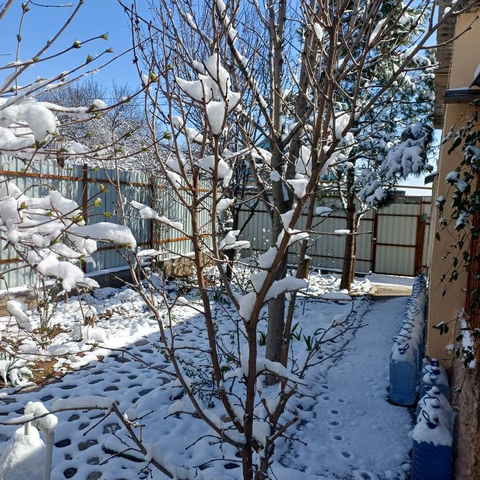 Дала ховли  Сотилади 21000 $