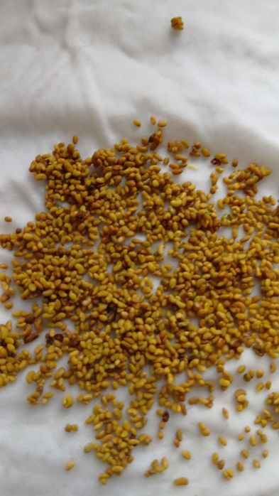 Жоңышқа ұрык сатылады 2100